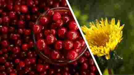 merişorul şi păpădia, 2 plante cu efecte miraculoase