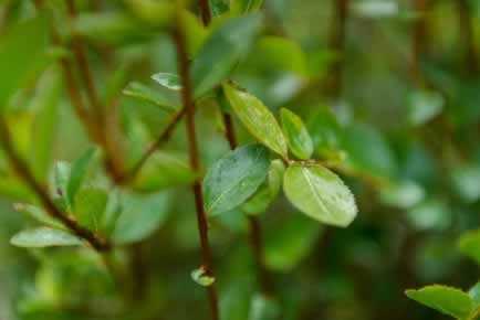 Elixir Jeunesse - Feuilles d'Aphloia