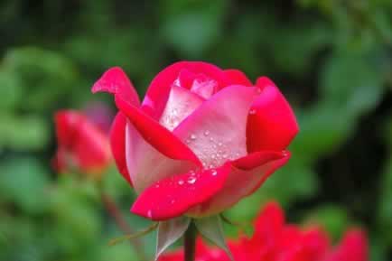 ce inseamna trandafirul in limba florilor