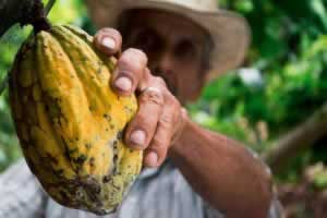 mondelez international sustine activ culturile sustenabile de cacao