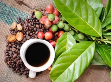 Ce nu ştiai despre cafea - 7 curiozităţi