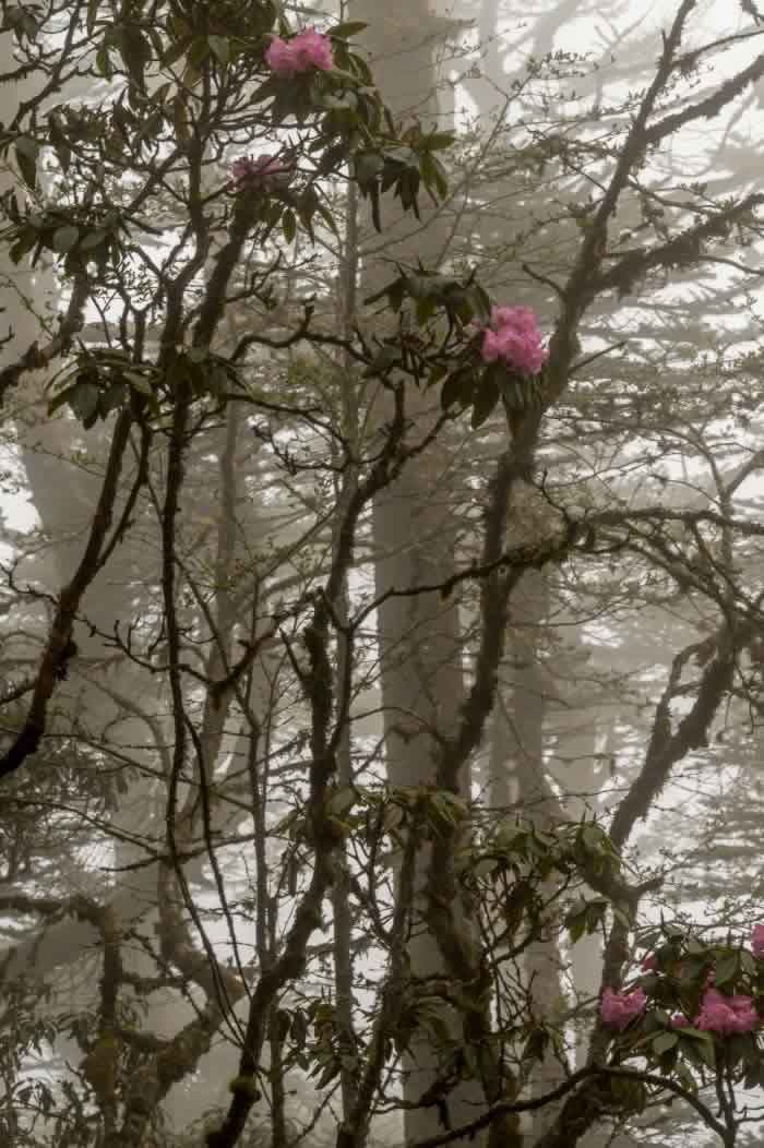(Nepal) Pădurea de rododendroni este extraordinar de frumoasă, în special datorită ceții, care îi dădea un farmec aparte. Și munții sunt spectaculoși.