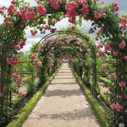 Cele mai frumoase grădini de trandafiri din lume