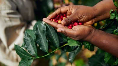Cafeaua, un produs de bază tot mai amenințat de schimbările climatice
